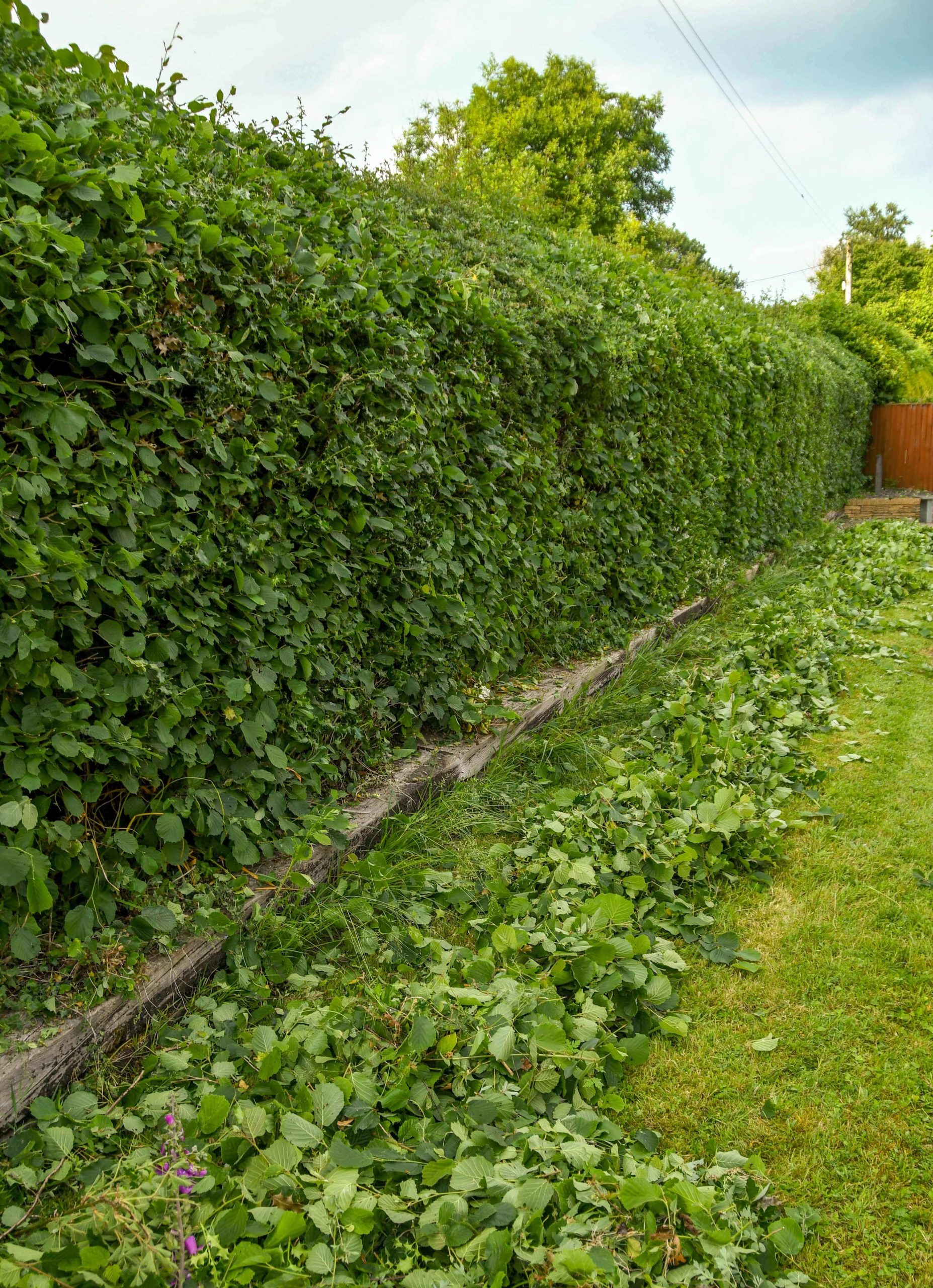 Garden Maintenance Catford SE6