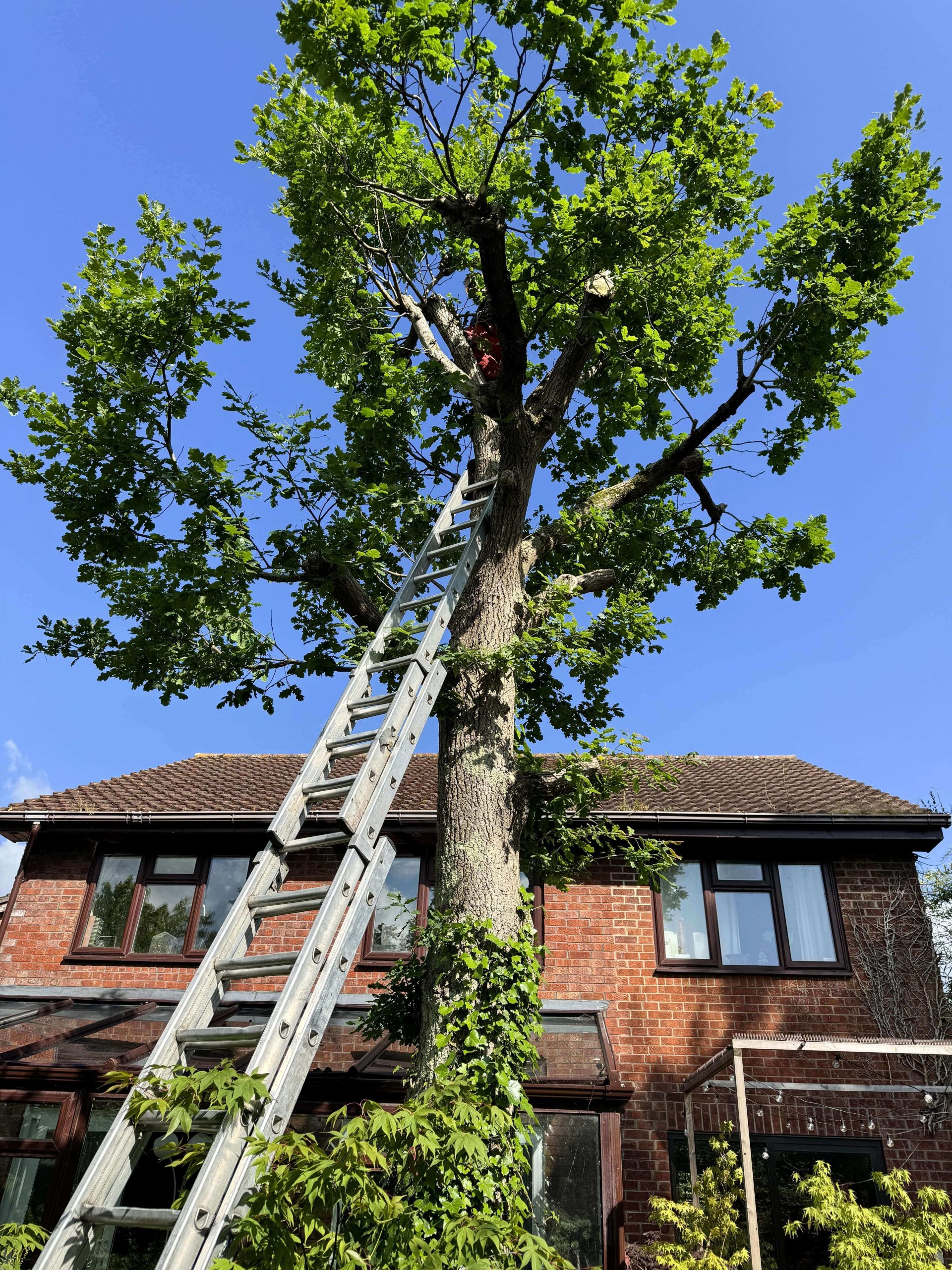 Arborists/Tree Services Catford SE6